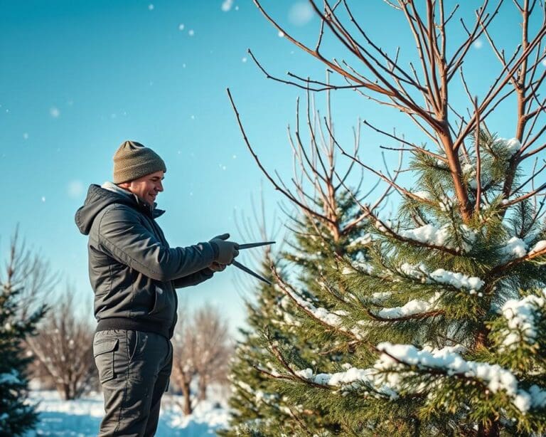 Beste Tijd van Het Jaar om Bomen te Snoeien