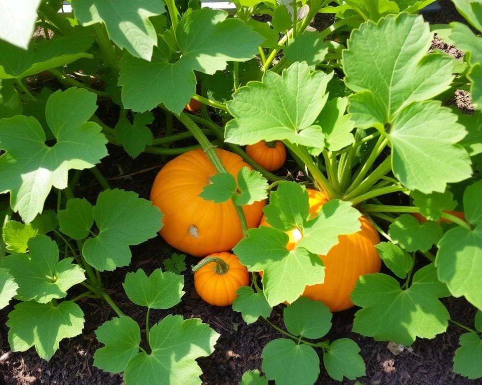 Pompoen planten Pompoen planten