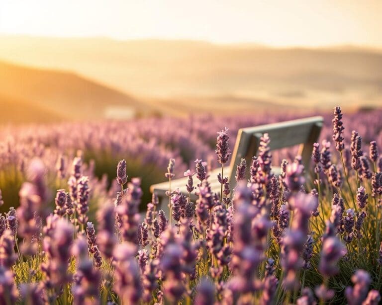 Wat maakt lavendel ideaal voor ontspanning?